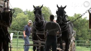 Fair 2009 Draft Horses [upl. by Proctor]