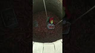 Sweet potato cellar storage process [upl. by Aritak135]