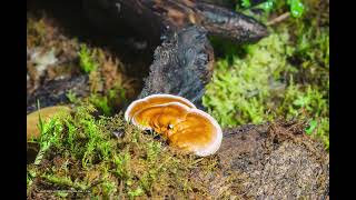 Timelapse Red Reishi  Ganoderma Forest  23 days in Forest [upl. by Del]