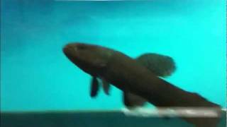 Fahaka Puffer amp RARE Wolf fish ATTACK [upl. by Ayoted]