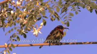 Crimson sunbird in Arunachal Pradesh [upl. by Audley]