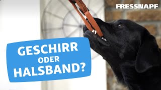 Geschirr oder Halsband für den Hund [upl. by Yllod]