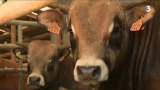 Le projet dextension dune ferme bovine fait polémique à Roquelaure dans le Gers [upl. by Elledoj856]