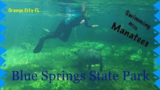 Swimming With Manatees  Blue Springs State Park [upl. by Buzz811]