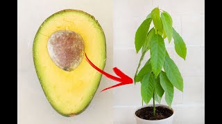 Growing Avocado Plant from Seed In Water amp Soil  StepbyStep Guide [upl. by Nailluj]