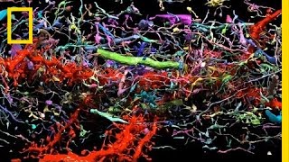 Beautiful 3D Brain Scans Show Every Synapse  National Geographic [upl. by Asiulairam]