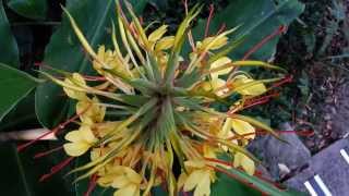 Hedychium gardnerianum  Kahili Ginger  Ginger Lily HD 01 [upl. by Lamp744]