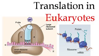 Protein translation in eukaryotes [upl. by Ennayllek880]