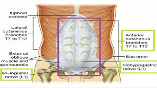 Anterior Abdominal Wall Anatomy skin [upl. by Orion]