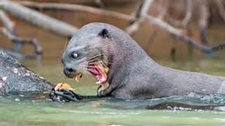 EL PODER DE LA NUTRIA GIGANTE VS jaguar caiman anaconda tortuga  LEY DEL MÁS FUERTE [upl. by Sorgalim]