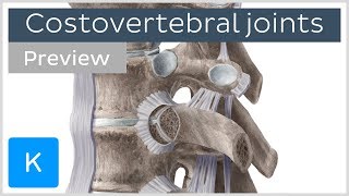 Costovertebral joints and ligaments preview  Human Anatomy  Kenhub [upl. by Nohpets]