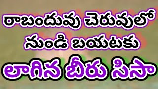 రాబందువు చెరువులో నుండి బయటకు లాగిన బీరు సీసA beer pulled out of a vulture pond [upl. by Naed78]