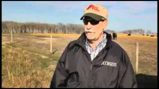 WBDC  Winter Feeding Cows on Annual Cropped Field [upl. by Aiuqram]