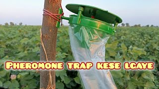 pheromone trap kese lgaye [upl. by Akimad40]