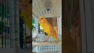 kanarienvogel gesang 🐦 canarybird youtubeshorts [upl. by Rothenberg]