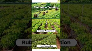 Meaning of Plantation Farming  Plantation Crops  Types of farming shorts upsc geography [upl. by Abernon]