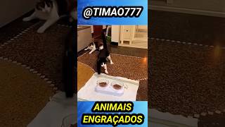 ANIMAIS ENGRAÇADOS [upl. by Asennav]