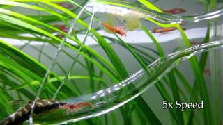 Glass Lily Pipe Cleaning by Cherry Shrimps  Otocinclus [upl. by Bronder]