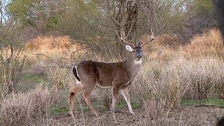 Cacerías de Venado con Arco y Rifle en Grandes Trofeos del 28 de Enero [upl. by Modestine]