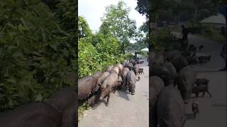 এইগুলা কি জিনিস animals nature road hogs groundhogs pigs pork [upl. by Noiroc]