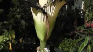 Amorphophallus titanum Titan Arum Flowering in New Zealand Corpse Flower [upl. by Oria]