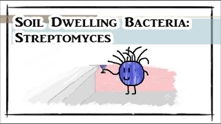 Soil Dwelling Bacteria Streptomyces [upl. by Anaahs662]