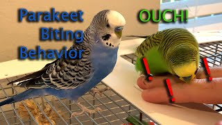 What its like being bitten by a talking parakeet [upl. by Quintana885]