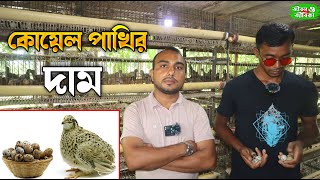 কোয়েল পাখির দাম কত 2023। koyel pakhi। কোয়েল পাখির খামার। koyel pakhir dam koto ।কোয়েল পাখি [upl. by Odlaw]