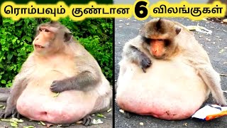 ரொம்பவும் குண்டான விலங்குகள்  Six Unbelievable Fattest Animals  Tamil Info Share [upl. by Carder46]