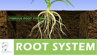 ROOT SYSTEM [upl. by Espy]