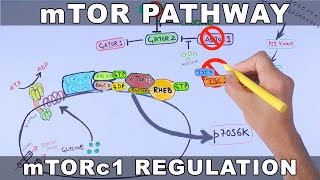 mTOR Pathway and its Regulation [upl. by Cornew]