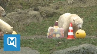 Eisbären im Münchner Tierpark So feierten sie ihren ersten Geburtstag unkommentierte Bilder [upl. by Chadabe]