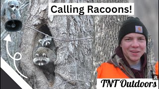 Calling Racoons  How did they get away [upl. by Ruomyes]