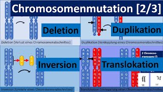 Chromosomenmutation 23 – Deletion Duplikation Inversion Translokation Genetik Oberstufe [upl. by Ellissa198]