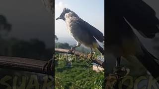 Suara Burung Kutilang Gacor Dor suarakutilang kutilangmania [upl. by Gabriele829]