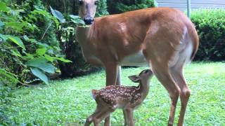 Mama deer nursing baby [upl. by Abehsile]