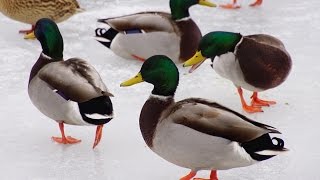 Migrating Canada Goose and feeding Mallard Ducks [upl. by Romola]