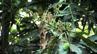 Mango trees Mangifera indica [upl. by Aliuqehs]