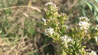 Peperkers Lepidium latifolium  20180818 [upl. by Matt]