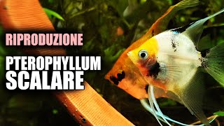 Riproduzione SCALARE in Acquario Guida Completa [upl. by Atnas646]