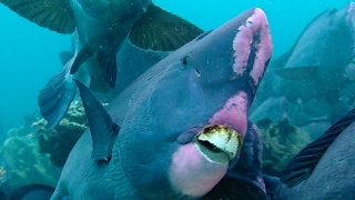 Feeding Humphead Parrotfish  Blue Planet  BBC Earth [upl. by Marianne425]