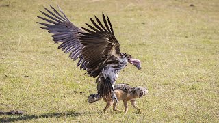 Surprise War  Vulture And Jackal Fight In The Wild [upl. by Notrem]