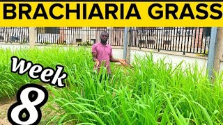 Week 8 How To Grow Brachiaria Grass Updates on Different Stages of Brachiaria Grasses Cultivated [upl. by Neelav]