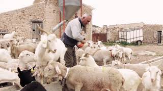 cuando las ovejas oyen el llamado de su pastor [upl. by Trula]