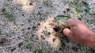 Zoysia Grass Seed Video 2 [upl. by Gunar]