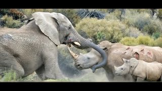 Rumble in the Jungle  Ai Wild Life Trailer [upl. by Nalrah]