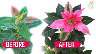 5 SECRET TIPS THE MOST BEAUTIFUL CHRISTMAS PLANT  EUPHORBIA – POINSETTIA [upl. by Aicilaf]