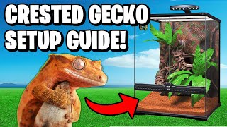 Crested Gecko Setup [upl. by Benedix]