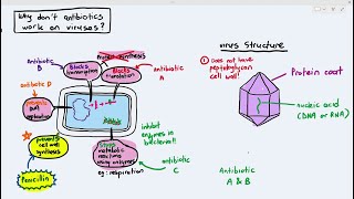 107 Why Antibiotics dont affect Viruses Cambridge AS A Level Biology 9700 [upl. by Sugar5]