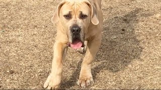 A South African Boerboel a Neapolitan MastiffMix amp an American Bandog Playing [upl. by Yellhsa]